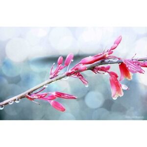 Pink Yucca Blossom Raindrops Macro Floral Art Print Size 11x14